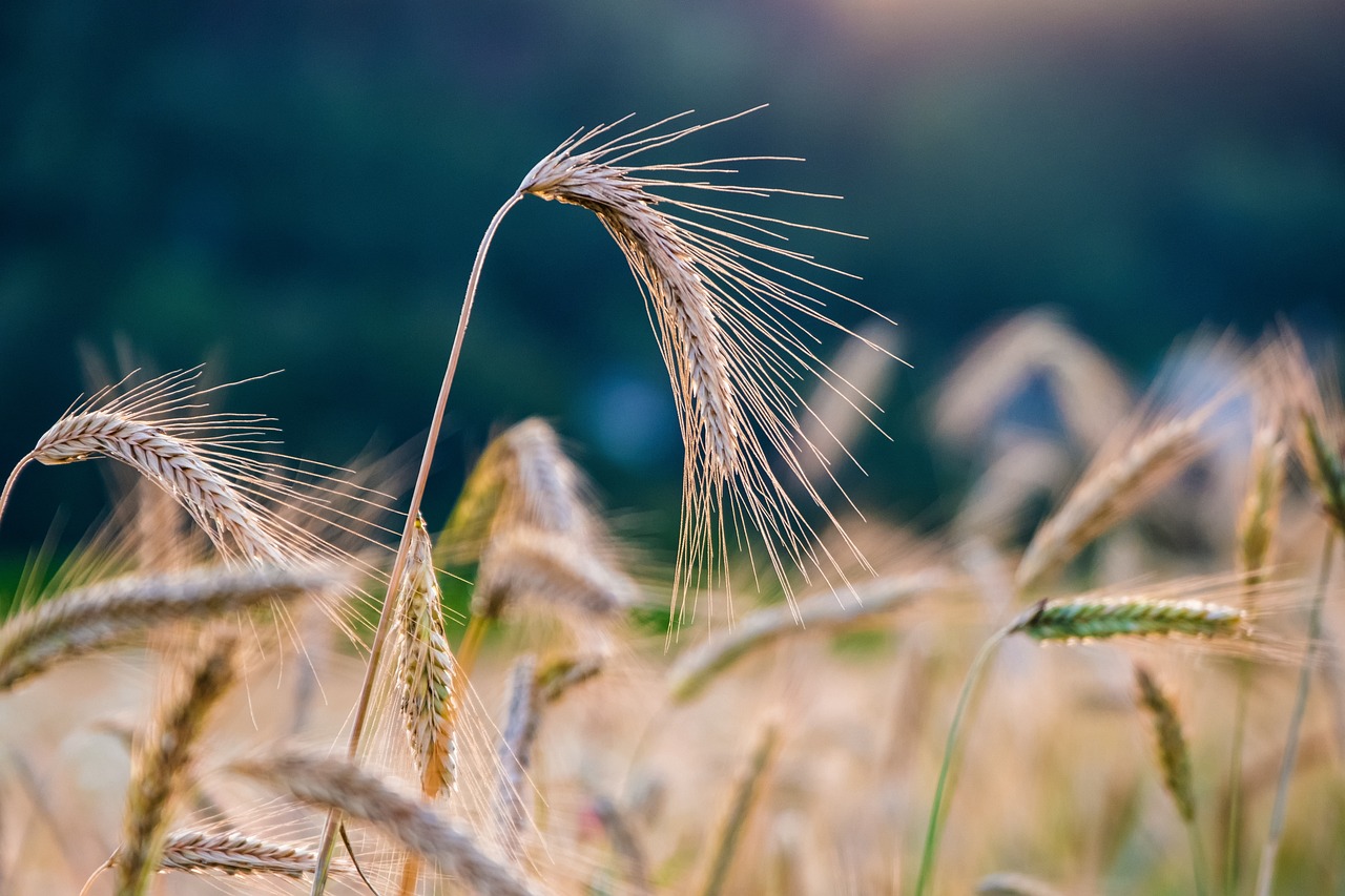 Grains